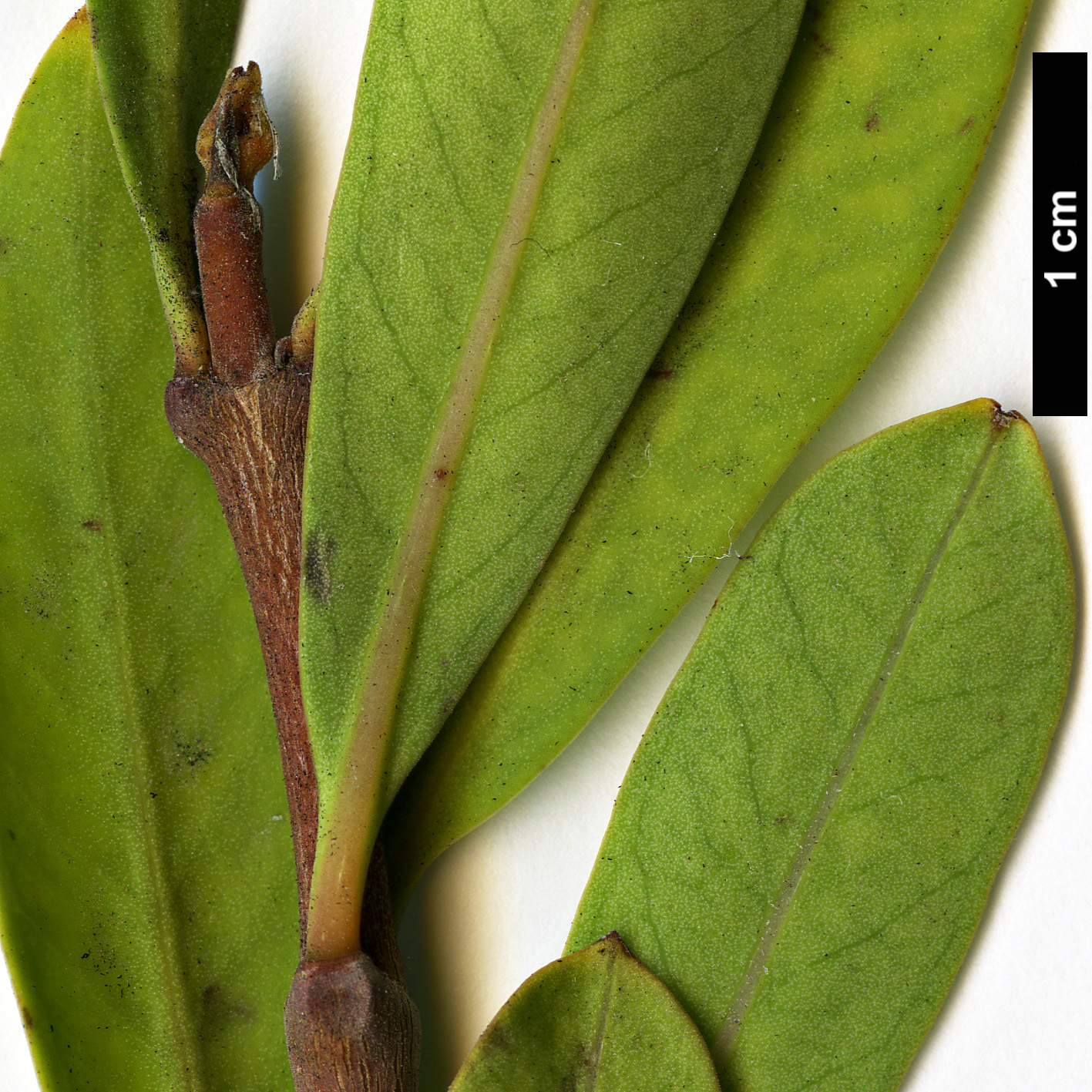 High resolution image: Family: Apocynaceae - Genus: Periploca - Taxon: laevigata